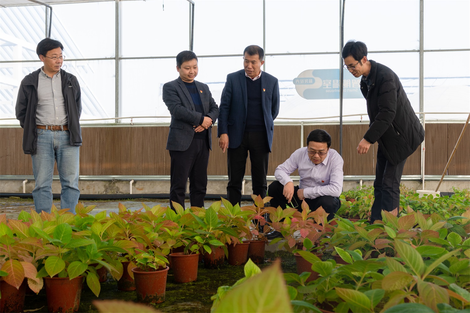 参观调研辰龙花卉种植基地