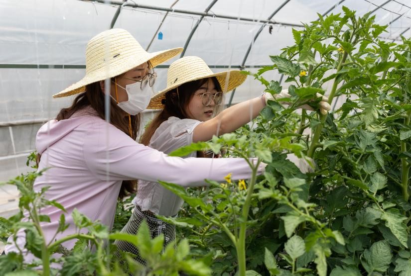 员工体验番茄农事操作（学通社记者 周全 摄）